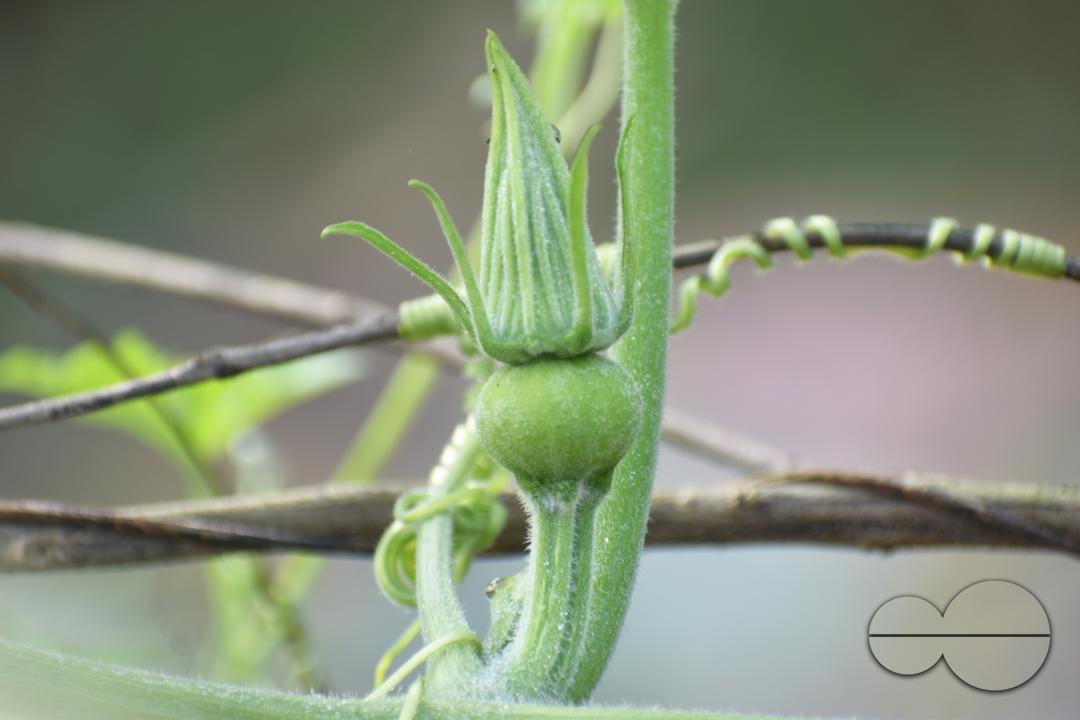 People plant vegetable and fruit trees for food at the Balukhali refugee camp