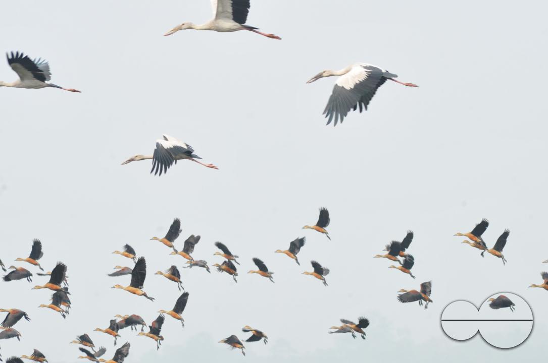 On a foggy winter morning in Jaintapur Upazila in the foothills of Meghalaya bordering Bangladesh, Snail-Shelled birds are roaming in Dibir Haor
