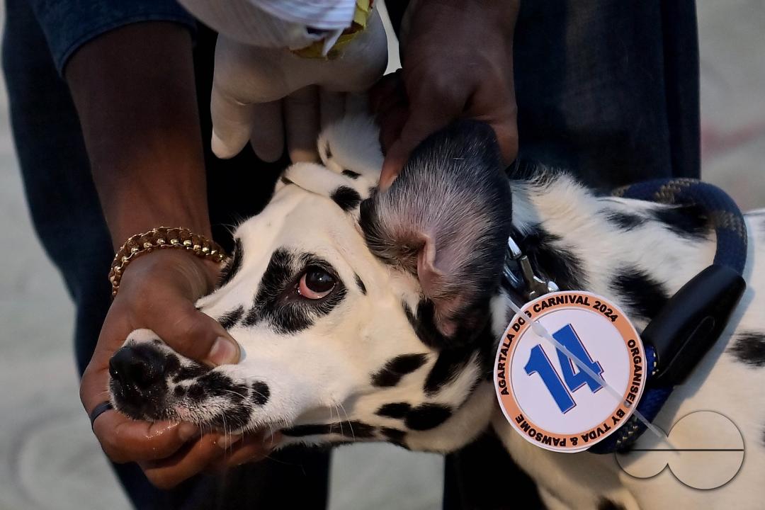 Judges are checking the dogs during the Agartala Dog Carnival-2024, organized by Tripura Veterinary Doctors Association & Pawsome (A social organisation) at Agartala
