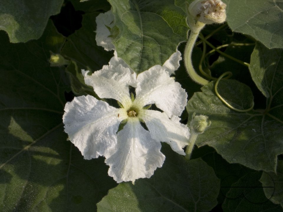 The Bottle Gourd