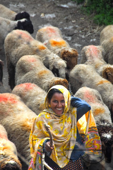 A woman herding sheep, Lahore.