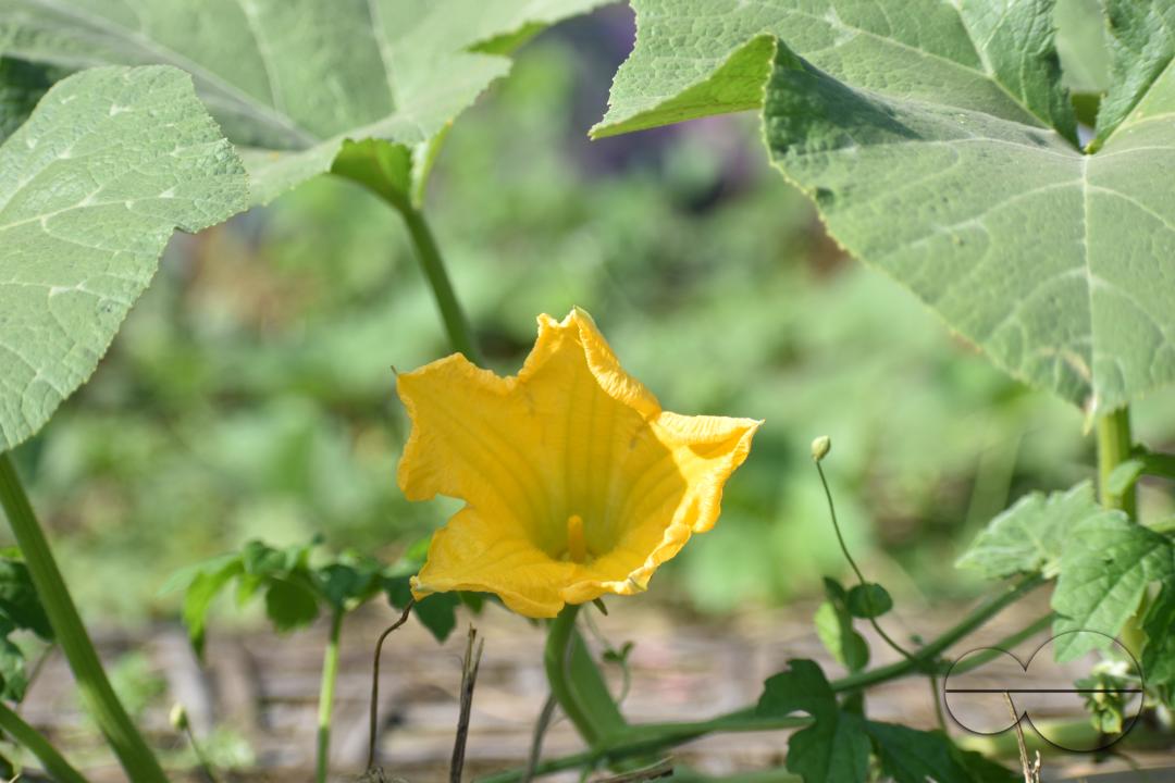 People plant vegetable and fruit trees for food at the Balukhali refugee camp