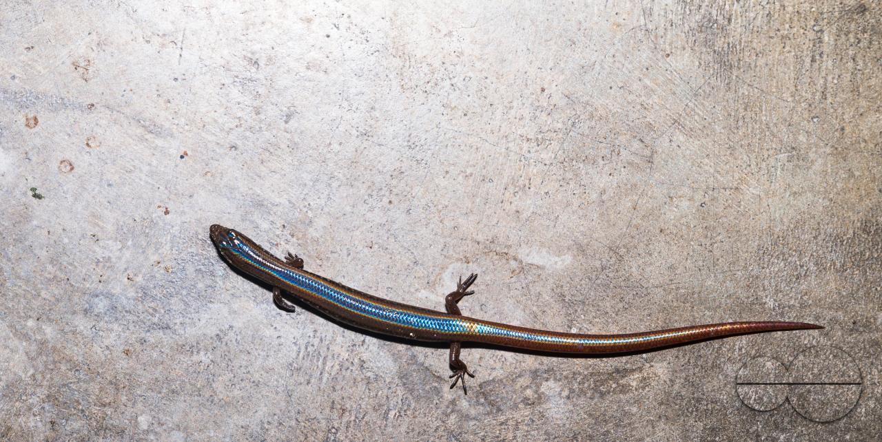 A white-spotted supple skink enters the house in search of prey and the light falling on it casts a rainbow of colors