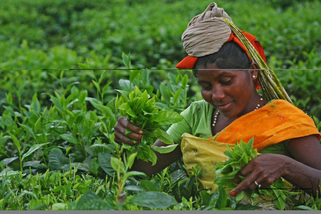 Preparation of emersion and the emersion of goddess Durga in Assam