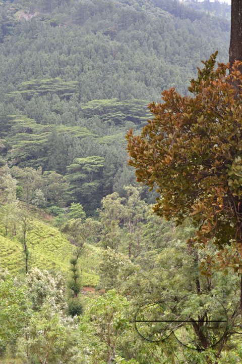 MWC031460