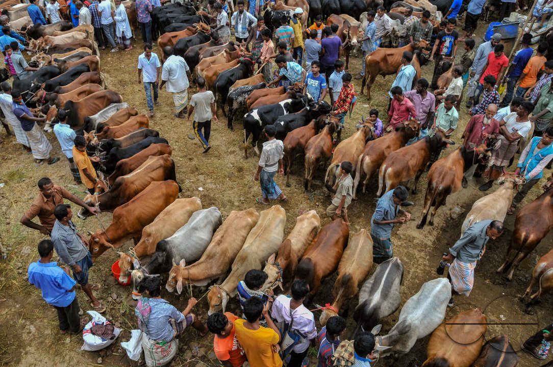 Cow Market