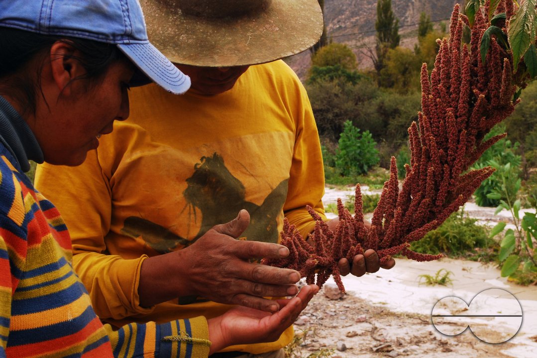 Harvest in a traditional way. Using hand tools and natural products to grow the plants. Juella, Quebrada de Humahuaca, Jujuy, Argentina. May 1 2010.