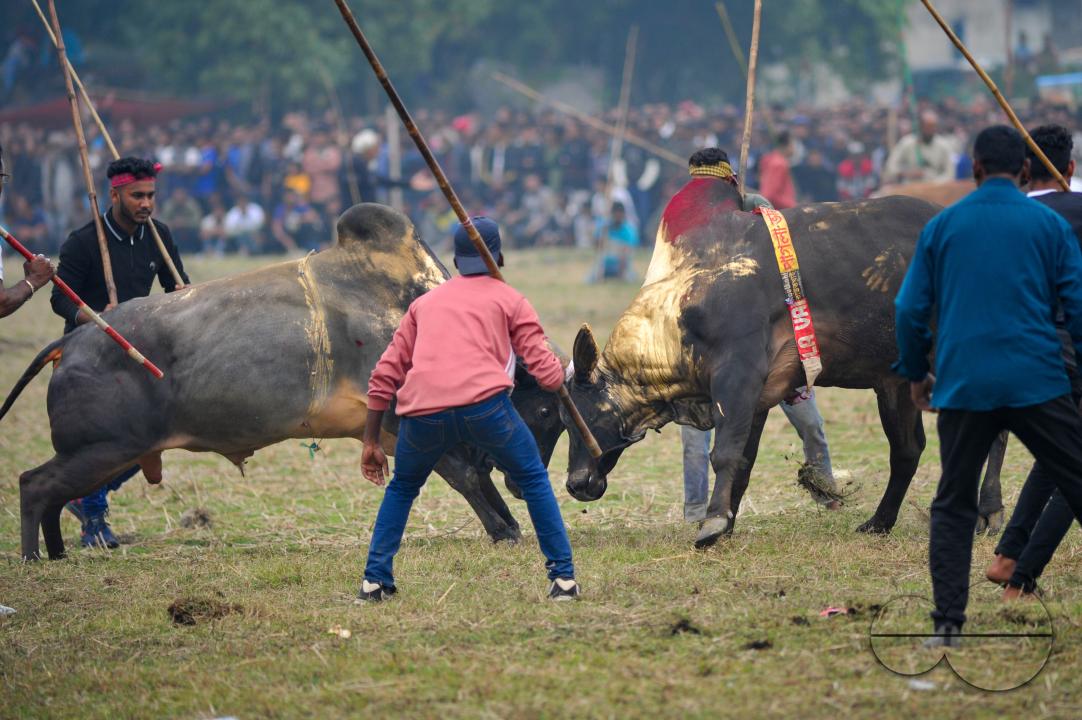 Two bulls competing in a huge bull fight organized by local residents at Khasarkandi field of Patli union of Jagannathpur upazila of Sunamganj district