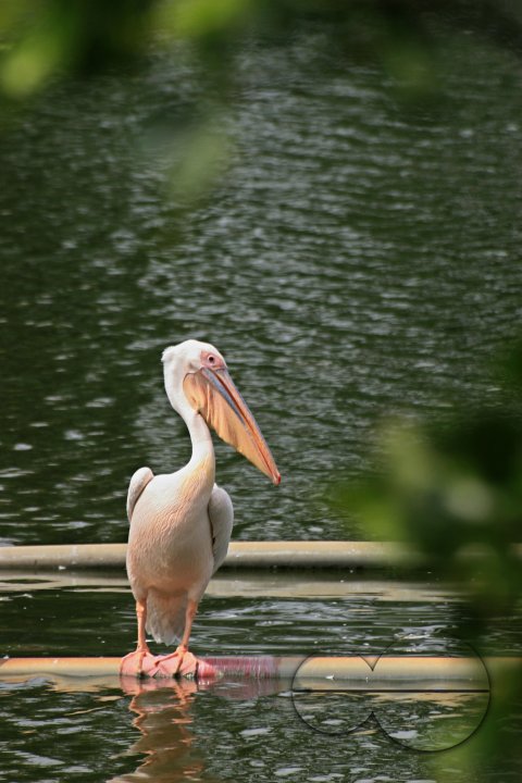 Wild life of Bangladesh