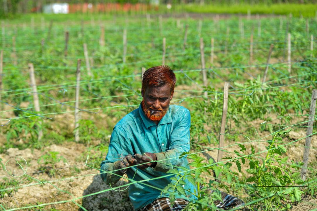 60-year-old Zamir Ali is harvesting tomatoes at a field in Bade Ali village Kandigao Union of Sylhet Sadar Upazila