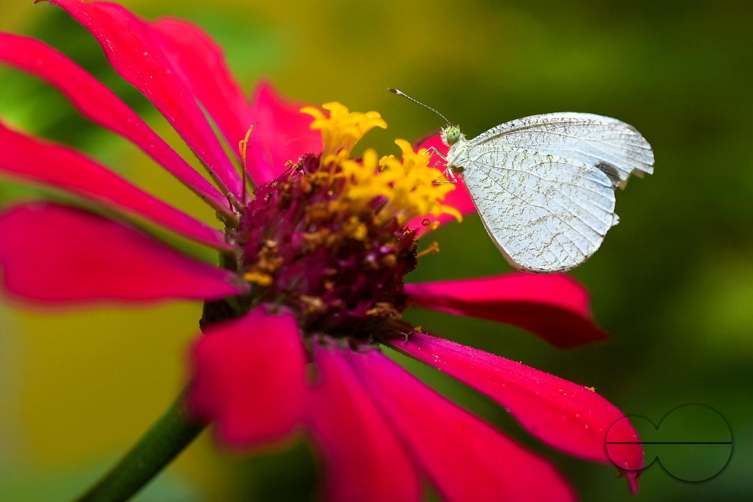 A butterfly is collecting nectar from a flower in Agartala