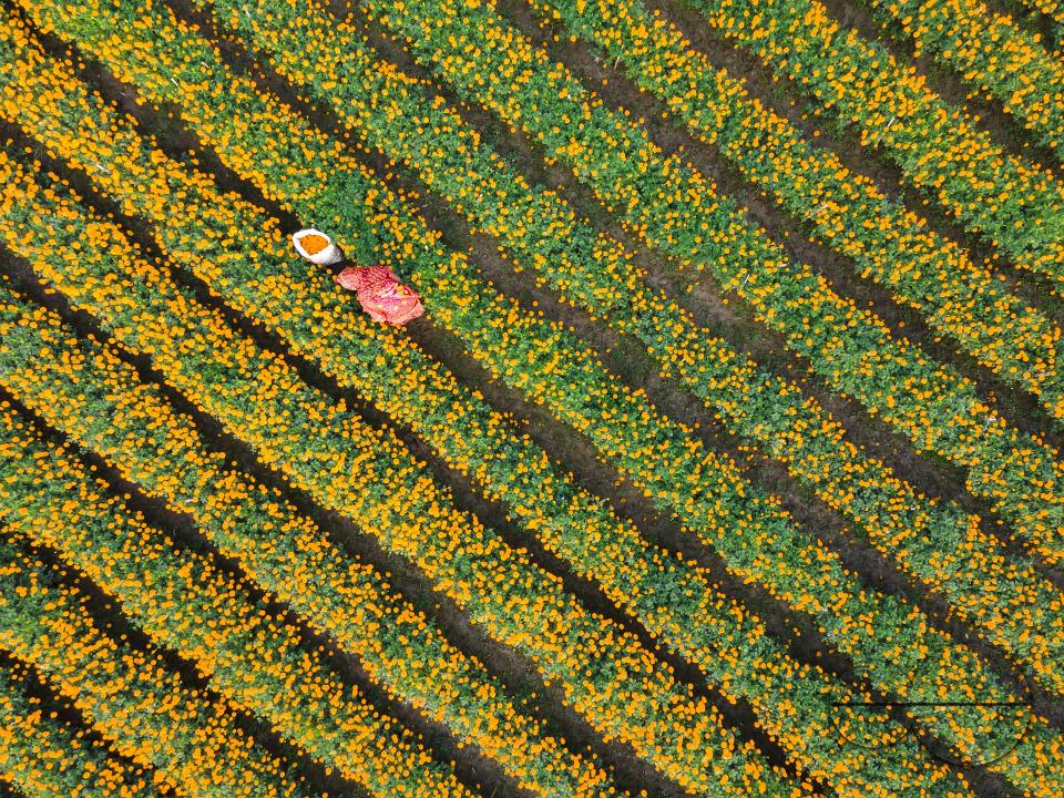 Marigold flowers at a flower garden in Jhikargacha upazila of Godkhali Union of Jessore