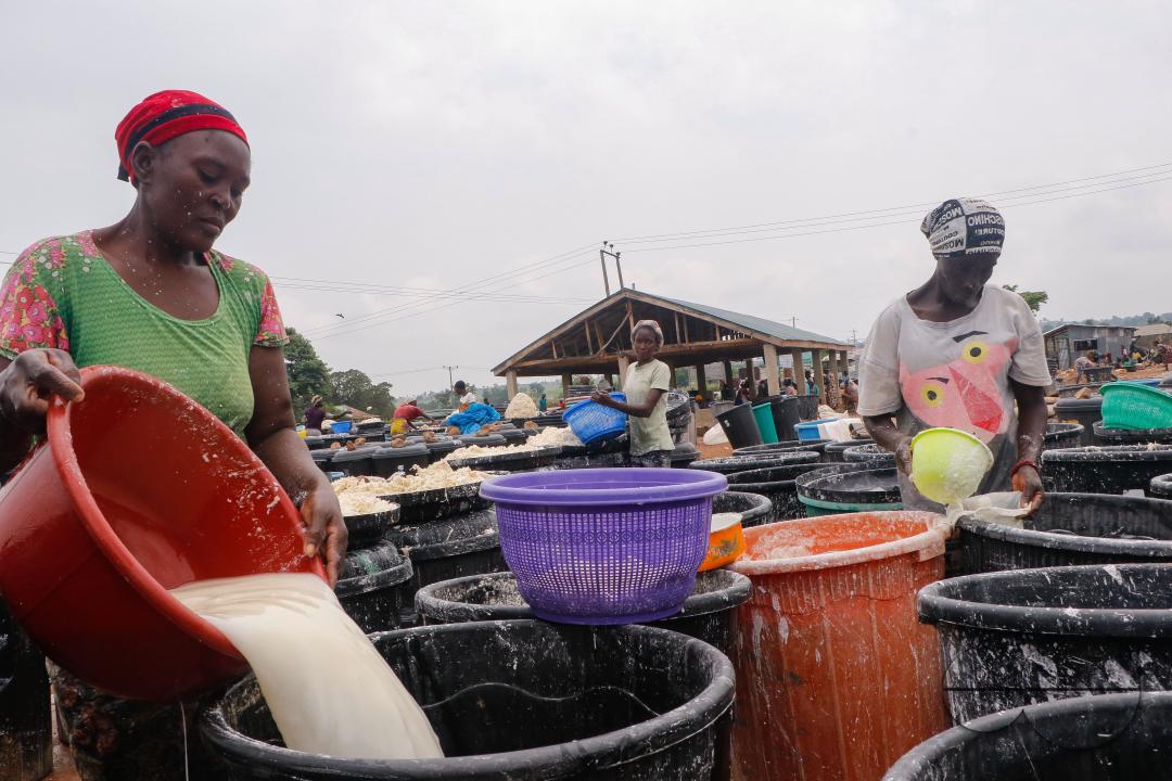 Females in Abuja are struggling and making strides in a local cassava processing factory under difficult conditions to produce flour as they wash out chaff from fermented cassava