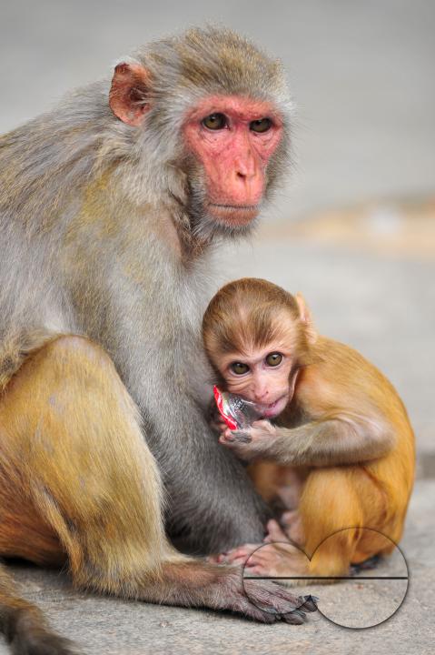 A Rhesus Macaque monkey at the geologist chasnipir (R) Shrine premises is Sylhet