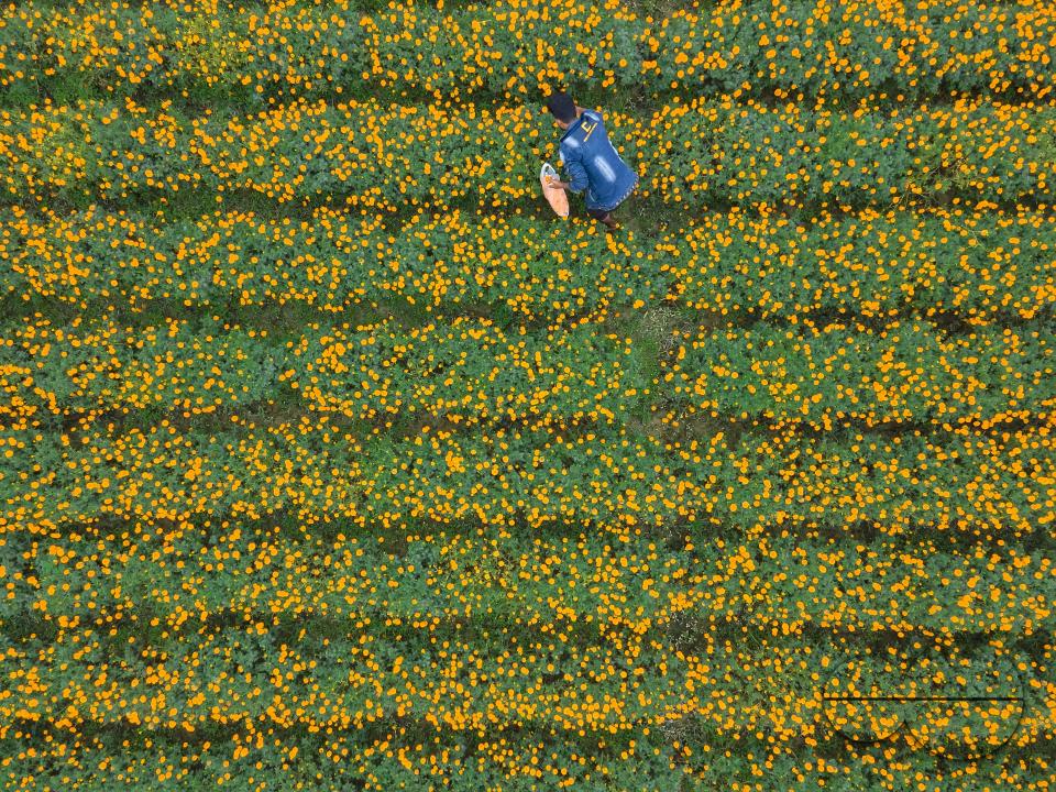 Marigold flowers at a flower garden in Jhikargacha upazila of Godkhali Union of Jessore