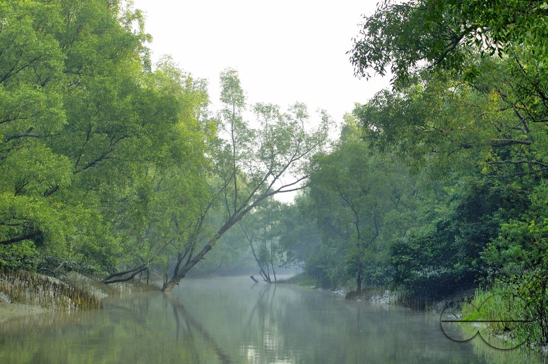 MWC003887
