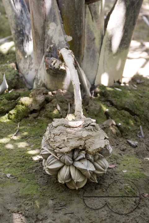 NIpa Palm: Golpata