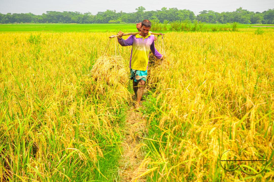 Farmers harvesting Aman Paddy in the moiarchor area of Sylhet
