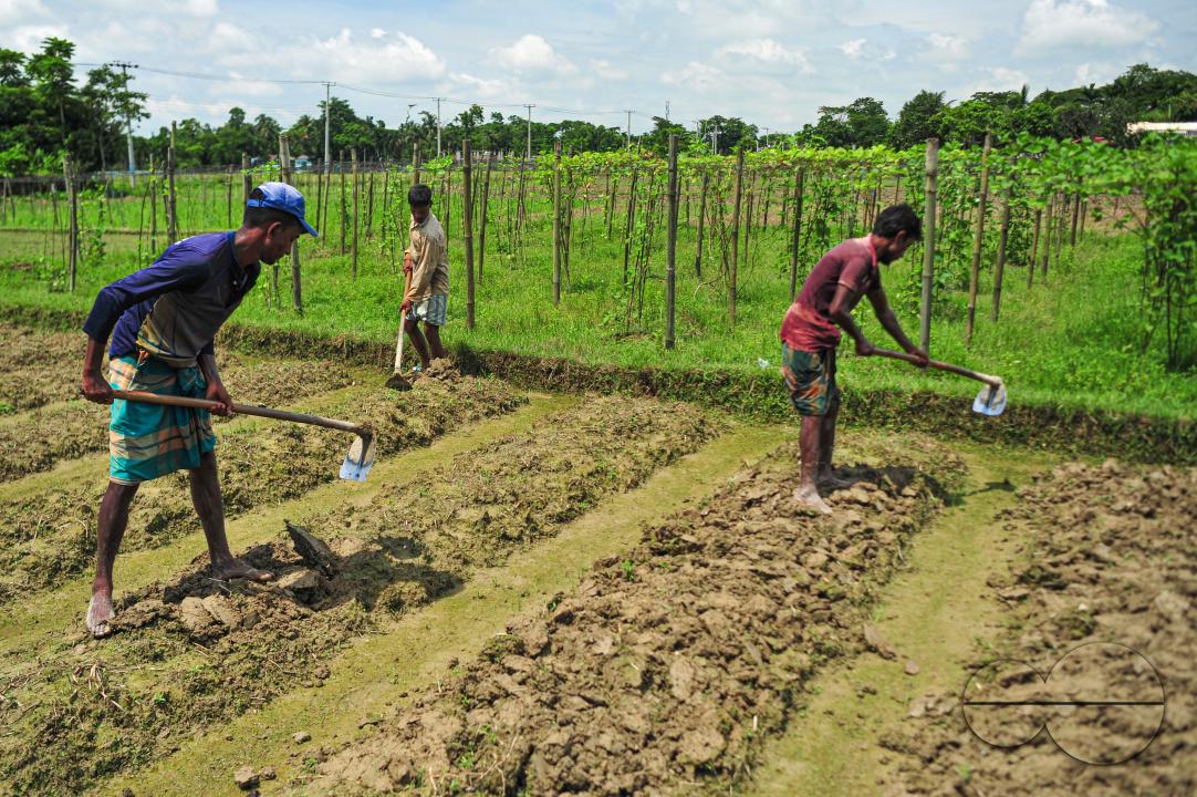 Farmers are repairing the field to cultivate tomatoes of a hybrid variety named Raja in Mashukganj area of Kandigaon Union of Sadar Upazila
