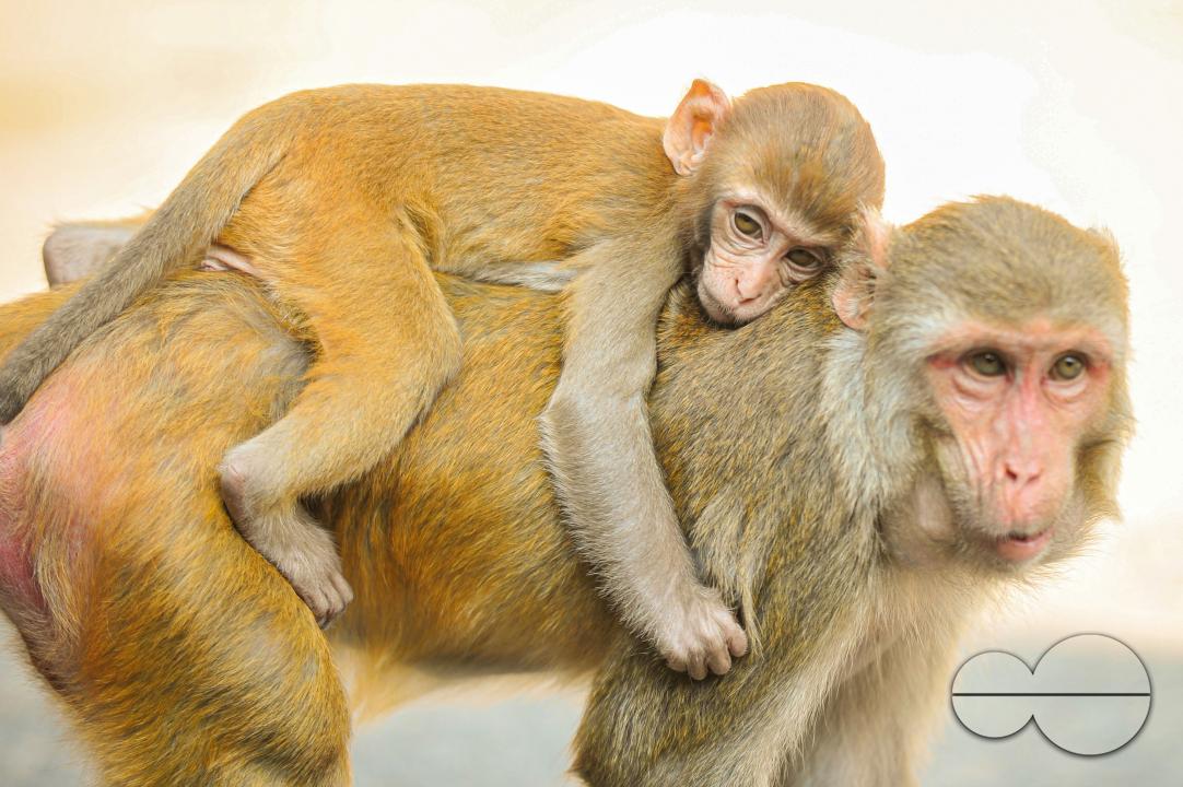 The Rhesus Macaque monkey on the streets of Sylhet