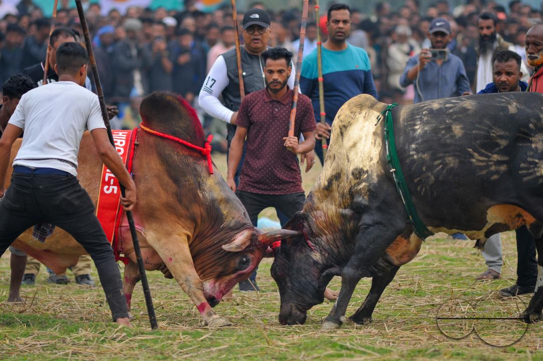 Two bulls competing in a huge bull fight organized by local residents at Khasarkandi field of Patli union of Jagannathpur upazila of Sunamganj district
