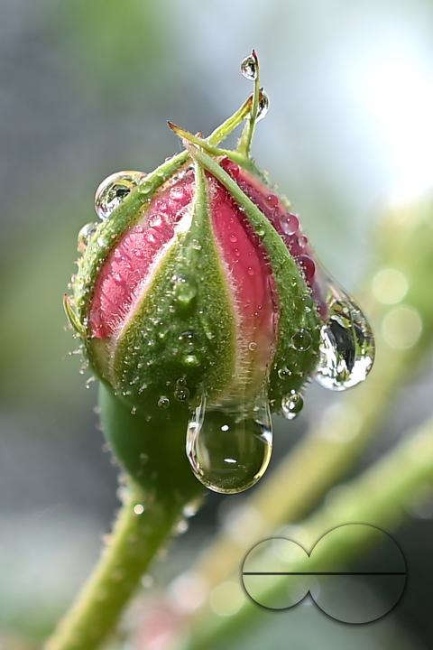 Dew drops on the leaves and flowers on a winter morning at Agartala, the capital city of India's northeastern state of Tripura