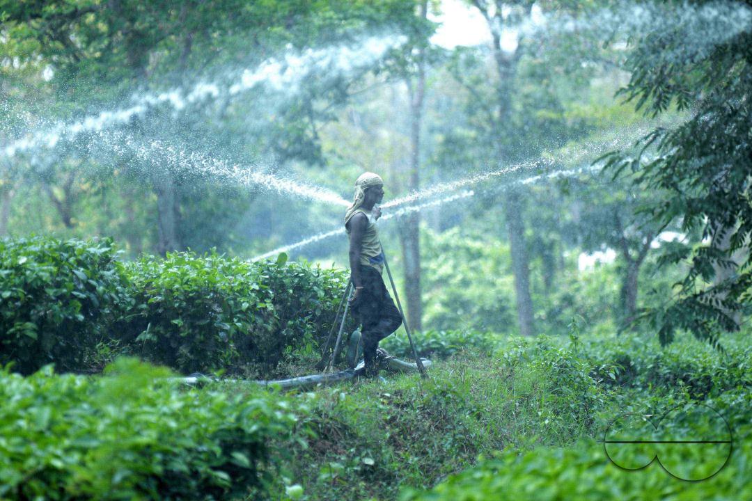 A worker skilfully operates a sprinkler irrigation system, nourishing the Durga Bari tea garden at the onset of the dry season