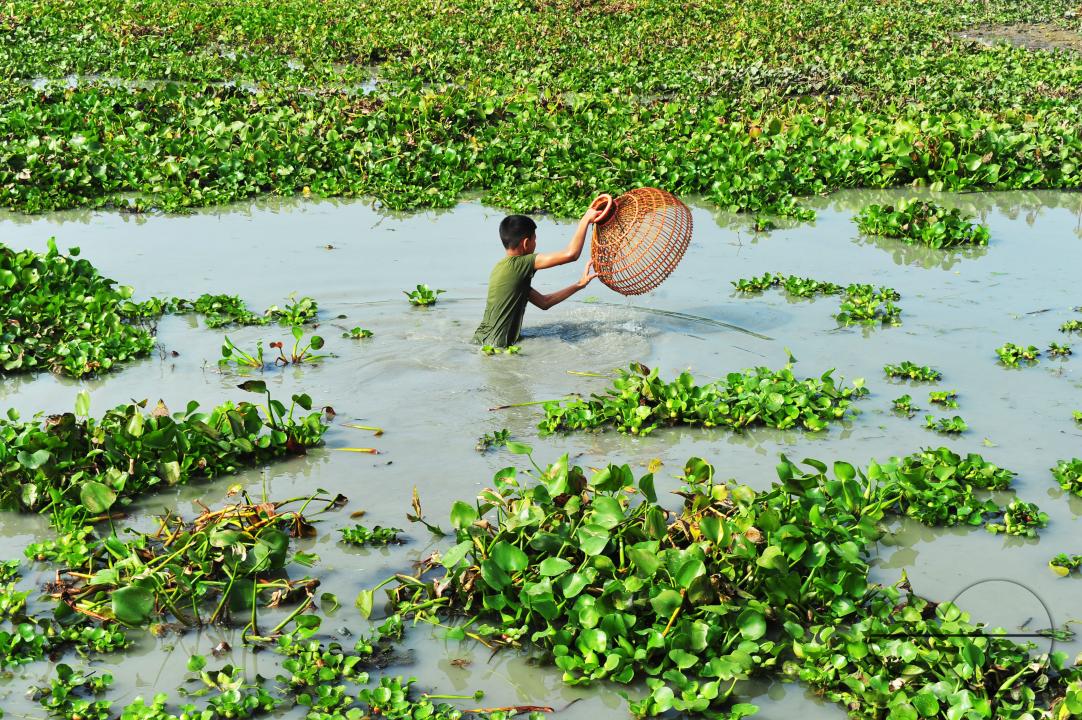 Rural people armed with Bamboo fish traps and handmade fishing nets take part in celebrating in a 100-year winter polo bawa fishing festival at the Gowahori beel of Biswanath upazila in Sylhet