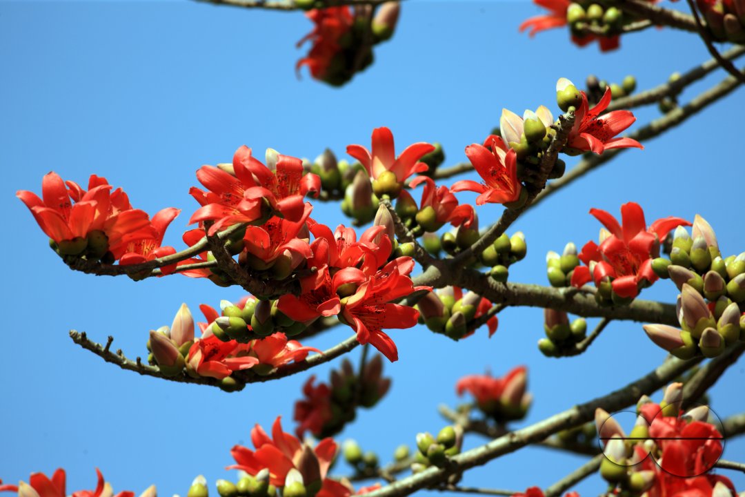 Silk Cotton flowers