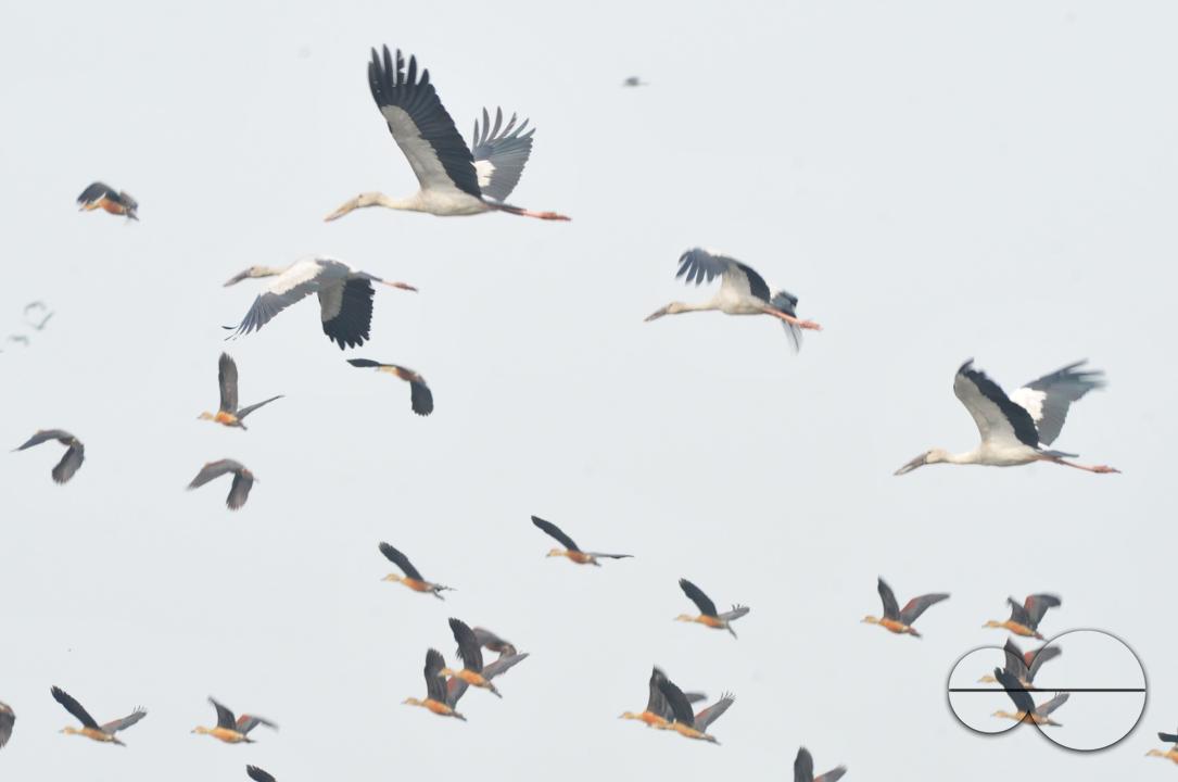 On a foggy winter morning in Jaintapur Upazila in the foothills of Meghalaya bordering Bangladesh, Snail-Shelled birds are roaming in Dibir Haor
