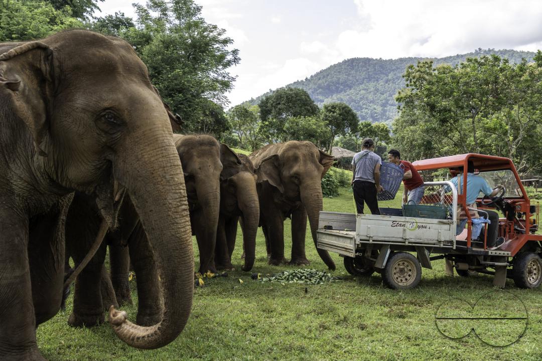 Volunteers are bringing food to the elephants, at the Elephant Nature Park, a rescue and rehabilitation sanctuary for animals that have been abused and exploited, in Chiang Mai, Thailand.