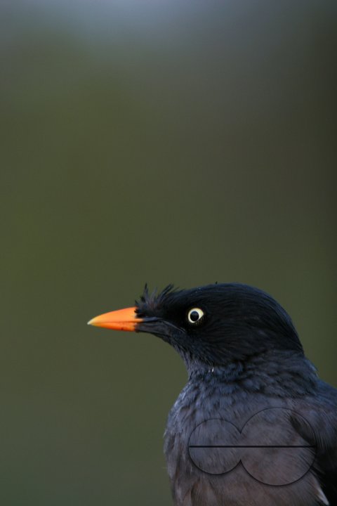 Bird_Bangladesh