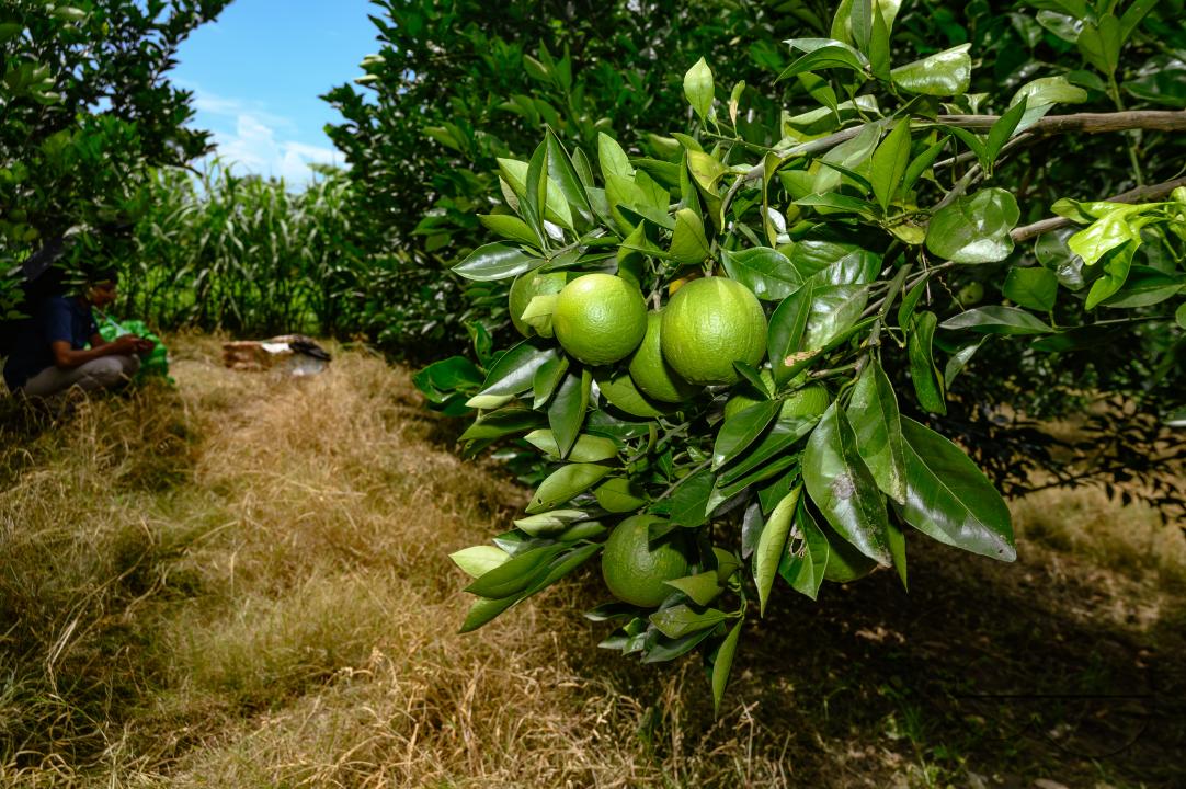 Sweet Malta Orange Fruit Plant or Sweet Malta Lemon is a delicious and easy-to-peel fruit; rich in vitamins, minerals, and antioxidants, and is generally described as tasting like molasses