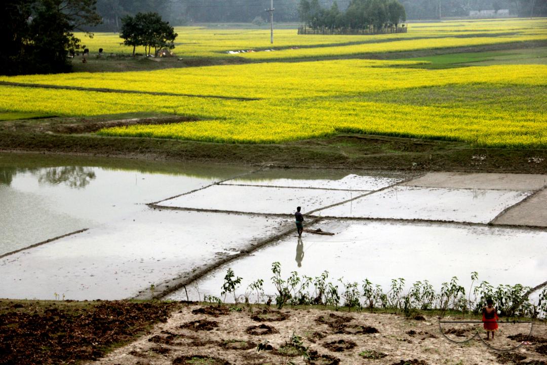 Paddy fields in rural villages in Bangladesh.