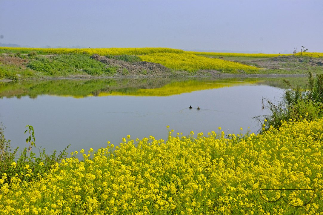 Mustard Field, Singair