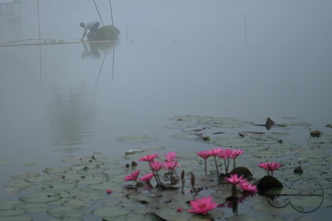 A worker collects plankton on a foggy morning at the MBB College lake at Agartala