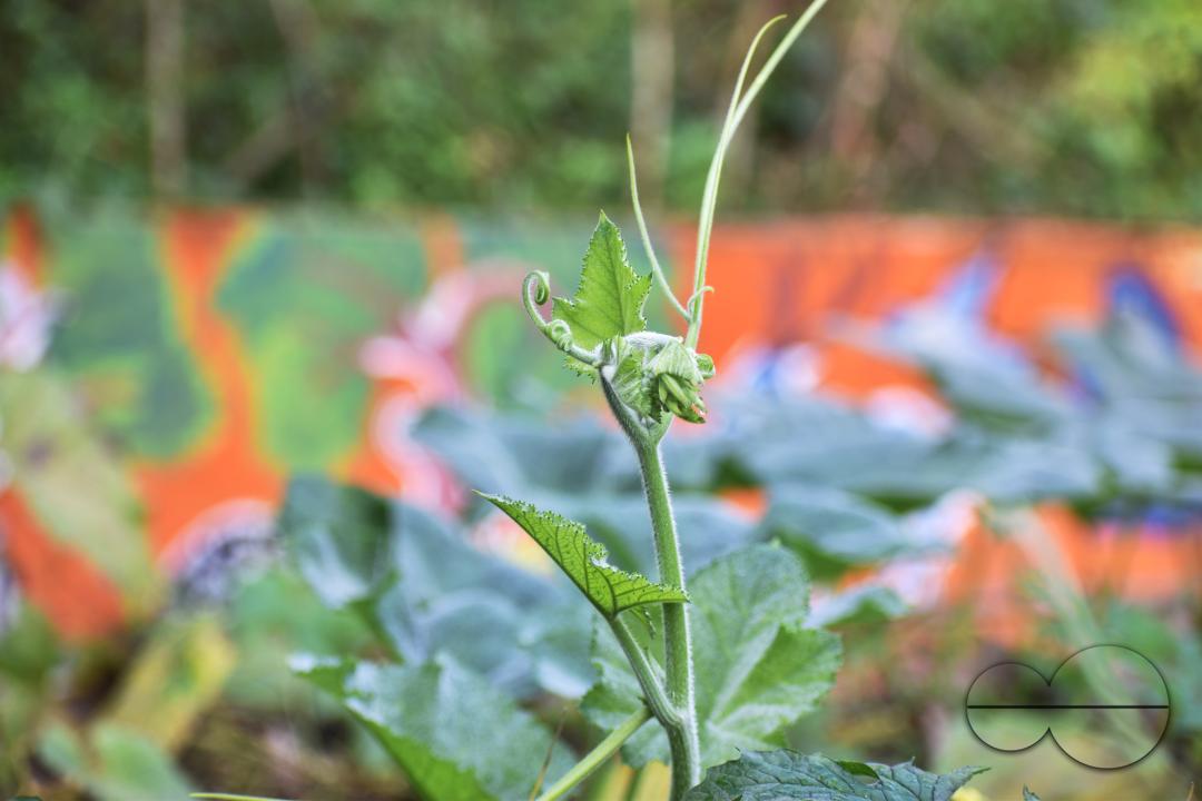 People plant vegetable and fruit trees for food at the Balukhali refugee camp