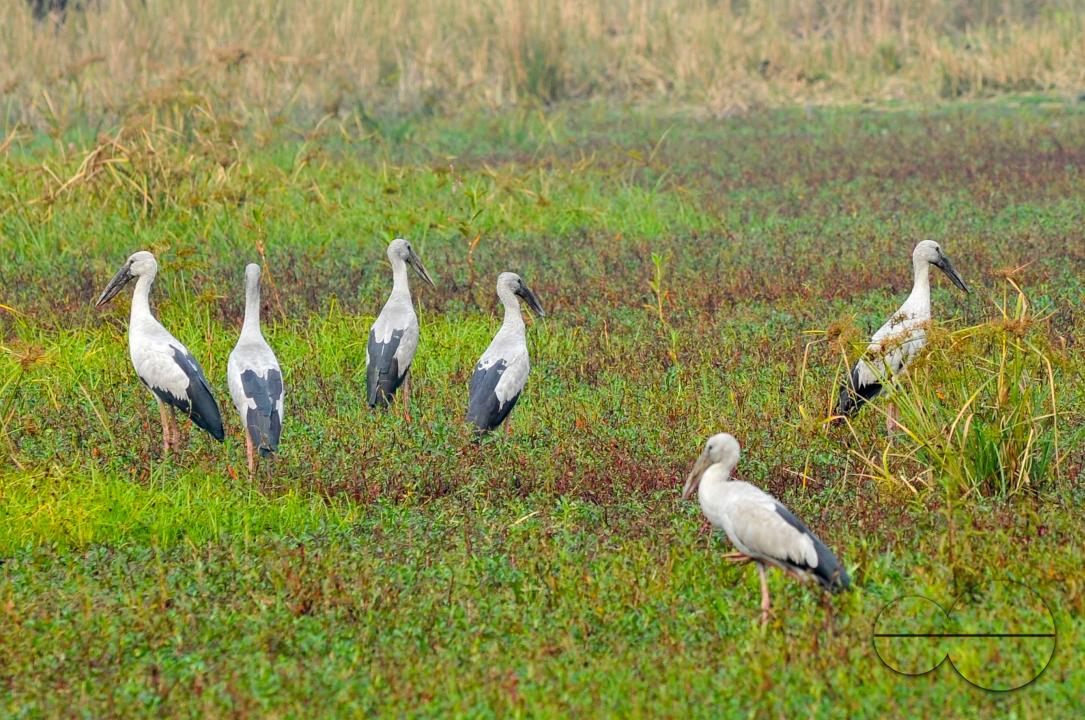 On a foggy winter morning in Jaintapur Upazila in the foothills of Meghalaya bordering Bangladesh, Snail-Shelled birds are roaming in Dibir Haor
