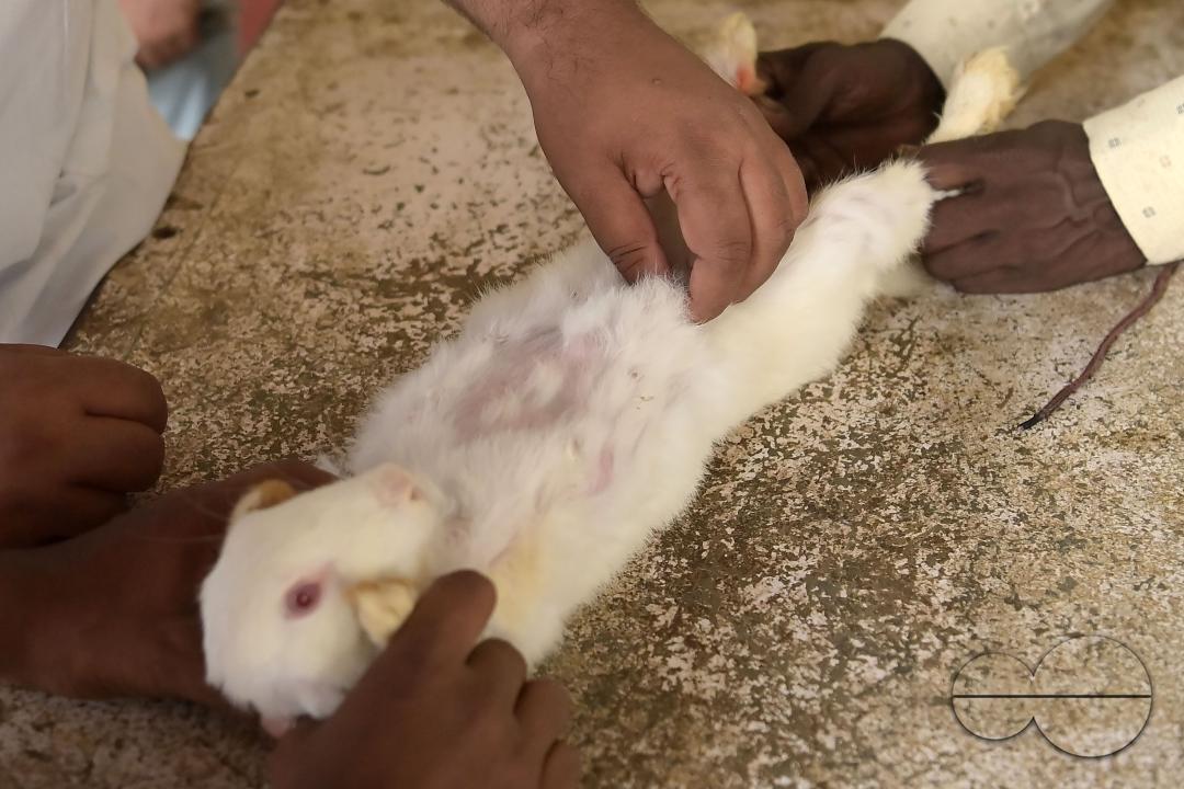 A rabbit is getting treatment and a vaccination on World Zoonoses Day in the State Veterinary Hospital at Agartala