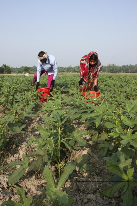 Bangladeshi farmers growing abelmoschus esculentus also called Lady's Finger at a vegetable field