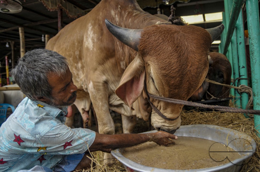 Cow Market