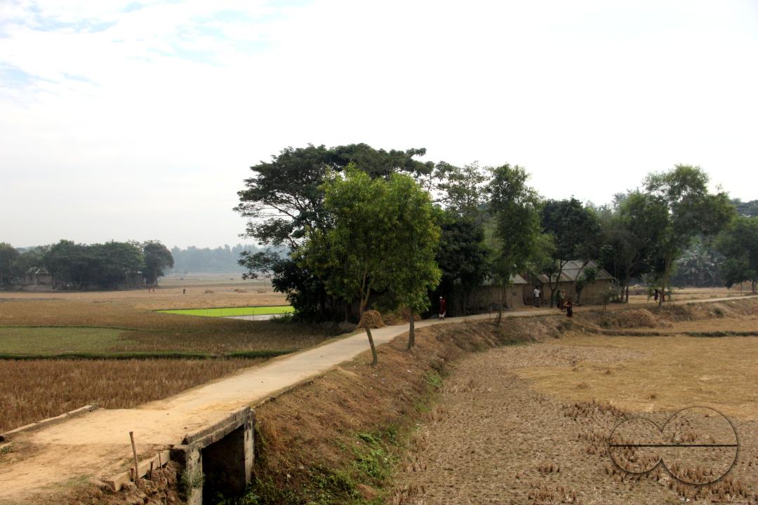 A new harvest season at paddy fields in rural villages in Bangladesh.