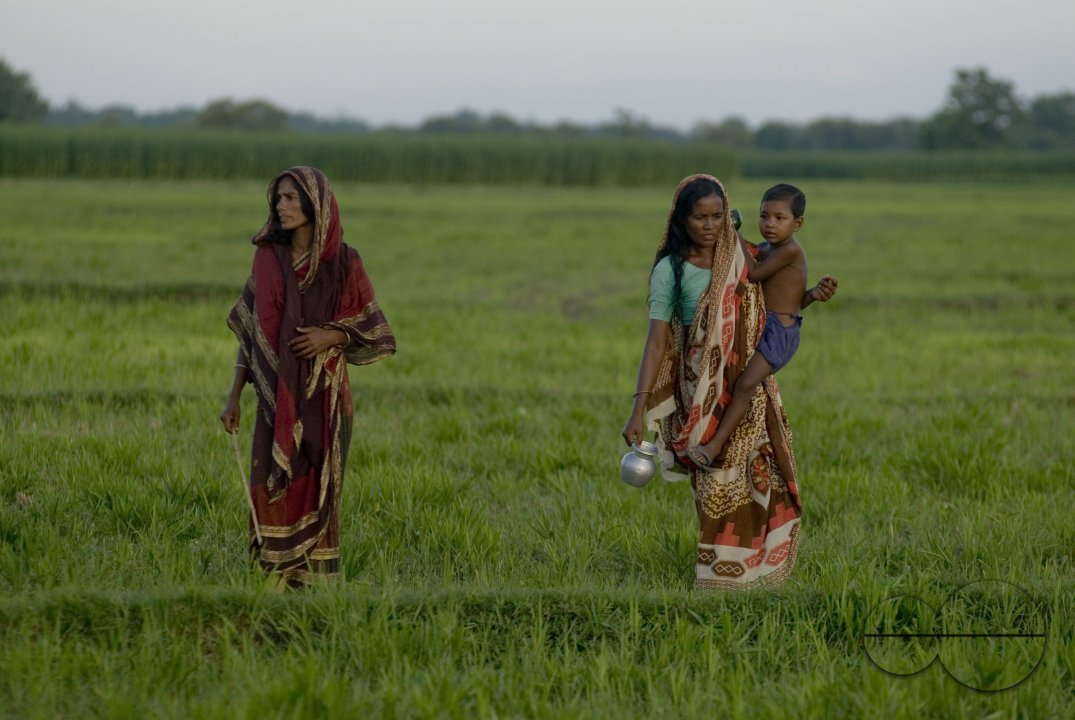 Graze goat: Bangladesh