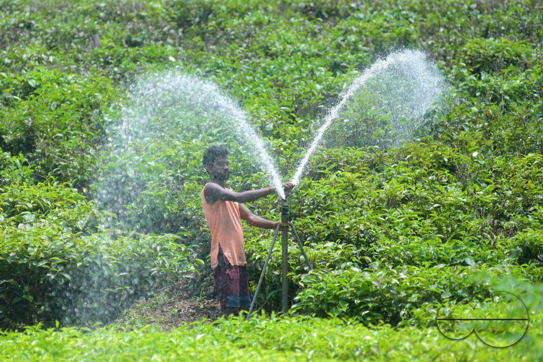 A worker skilfully operates a sprinkler irrigation system, nourishing the Durga Bari tea garden at the onset of the dry season