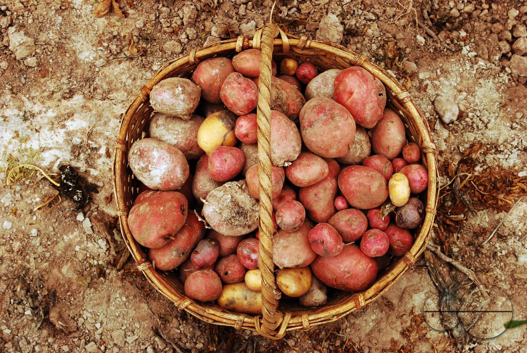 Potatoes are one of the most popular foods in Andean areas. You can find 14 differents varieties over the quebrada's lands. Juella, Quebrada de Humahuaca, Jujuy, Argentina. May 1 2010.