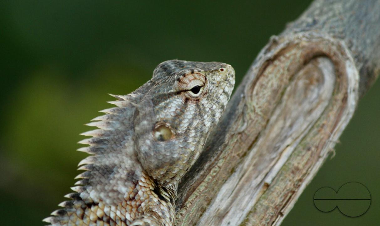 A big lizard on a tree in a rural village