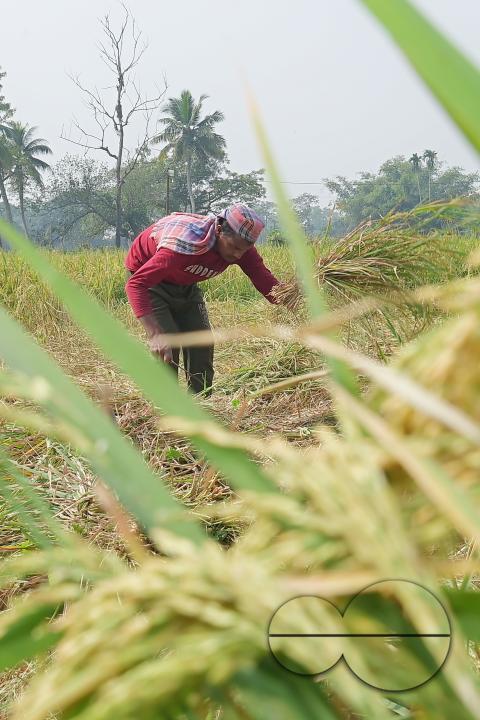 Farmers harvest paddy at a field in Shanmura village, on the outskirts of Agartala