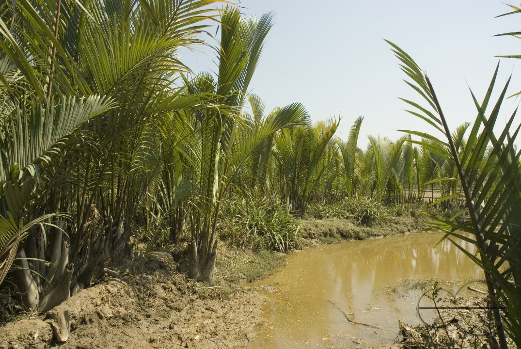 NIpa Palm: Golpata