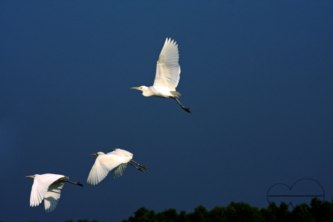 Bangladeshi Birds