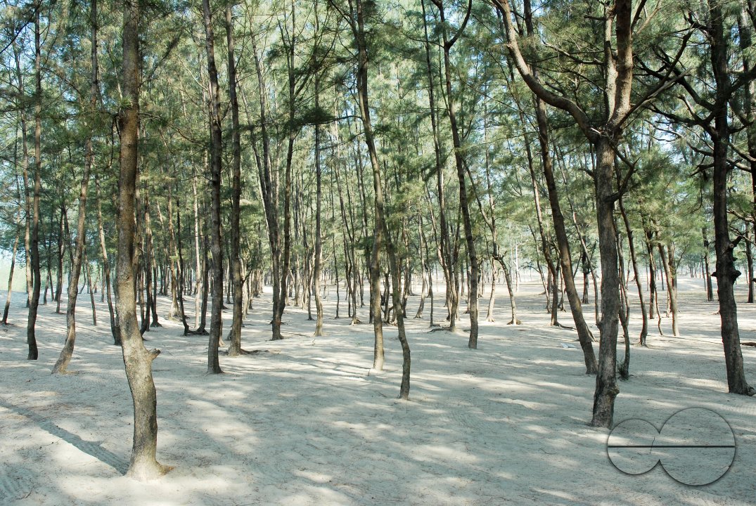 Tamarisk tree forest